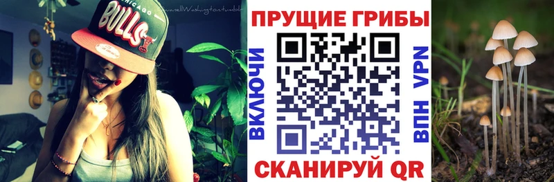 сколько стоит  Цимлянск  Псилоцибиновые грибы MAGIC MUSHROOMS 